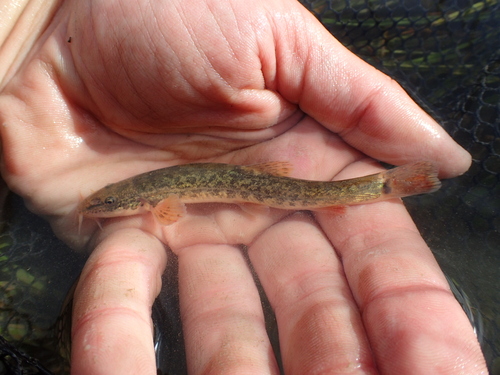 Altai stone loach (Barbatula altayensis) — Nemacheilidae — 4