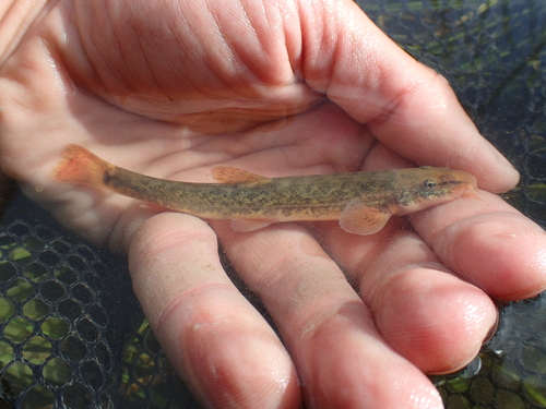 Altai stone loach (Barbatula altayensis) — Nemacheilidae — 2