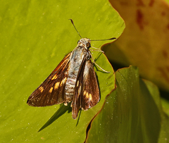 Cephrenes augiades