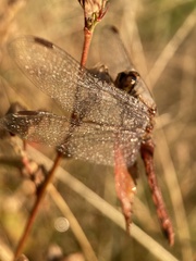 Sympetrum frequens