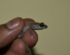 Eleutherodactylus