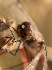 Sympetrum frequens