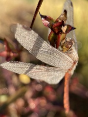 Sympetrum frequens