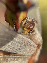 Sympetrum frequens