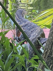 Varanus salvator macromaculatus