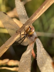 Sympetrum frequens