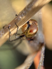 Sympetrum frequens
