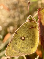 Colias poliographus