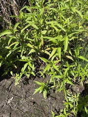 Persicaria decipiens