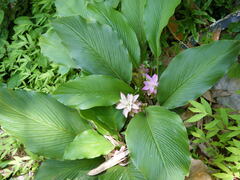 Curcuma
