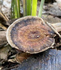 Sanguinoderma