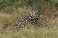 Bubo bengalensis