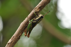 Leptomerinthoprora rubripes