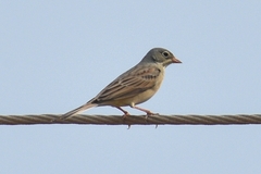 Emberiza buchanani