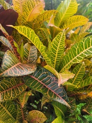 Codiaeum variegatum