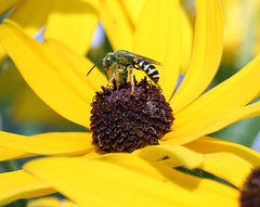 Agapostemon