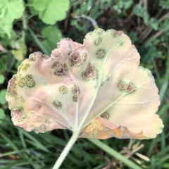 Puccinia pelargonii-zonalis