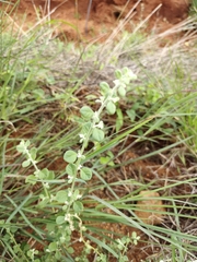 Aloysia wrightii