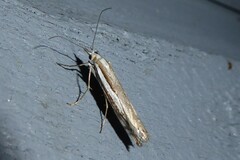 Orocrambus vittellus