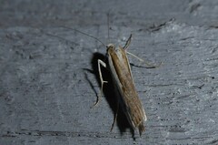 Orocrambus vittellus