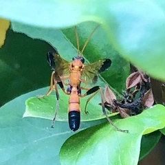 Ctenochares bicolorus
