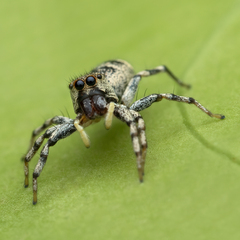 Cosmophasis thalassina