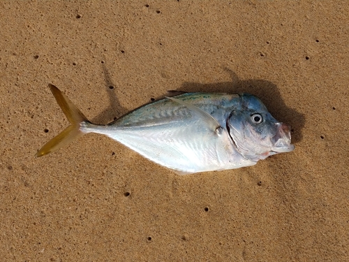 Jack (Selene peruviana) — Carangidae — 2