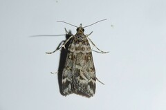 Scoparia tetracycla
