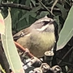 Sericornis frontalis frontalis