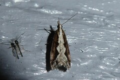 Eudonia steropaea