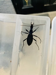 Carabus blaptoides oxuroides