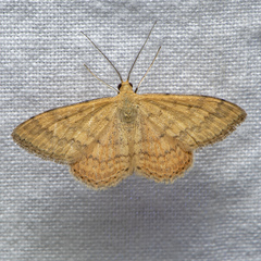 Scopula rubraria