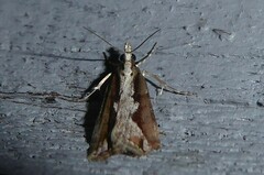 Eudonia steropaea