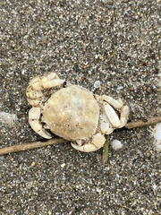 Hemigrapsus crenulatus