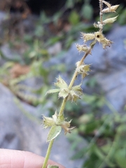 Stachys stebbinsii