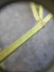 Stachys stebbinsii