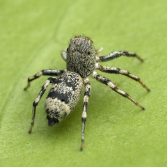 Cosmophasis thalassina