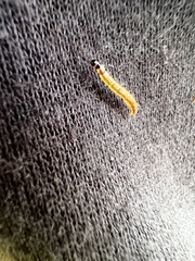 Tineola bisselliella