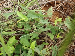 Malvaviscus penduliflorus