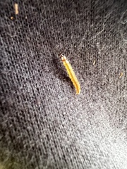 Tineola bisselliella