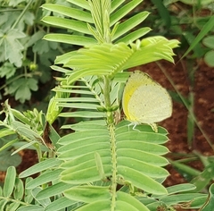 Eurema brigitta