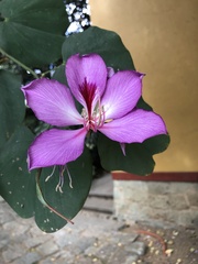 Bauhinia purpurea