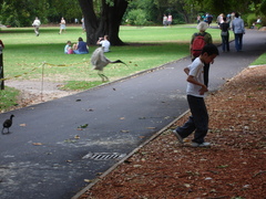 Threskiornis molucca