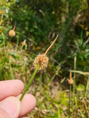 Chorizandra sphaerocephala