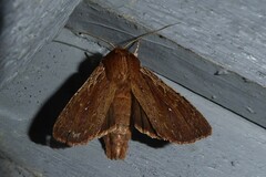 Ichneutica infensa