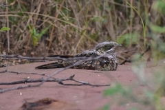 Caprimulgus asiaticus