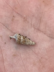 Zeacumantus lutulentus