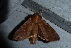 Ichneutica infensa