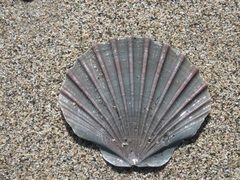 Pecten novaezelandiae