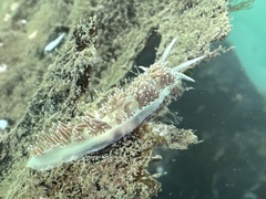 Coryphella